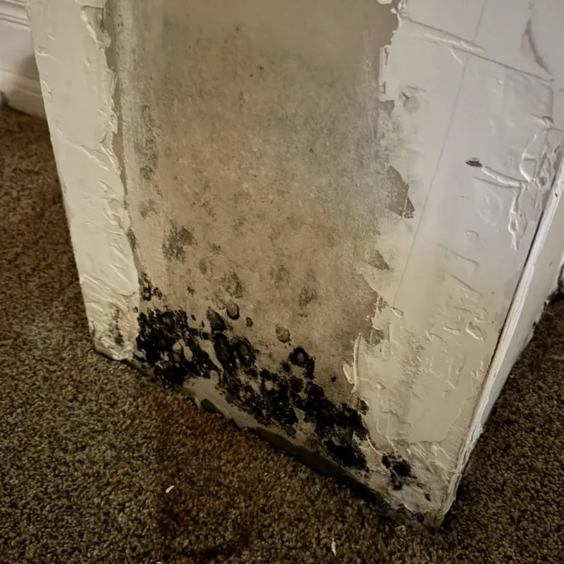 Professional Mold Removal in Port Dickinson, NY